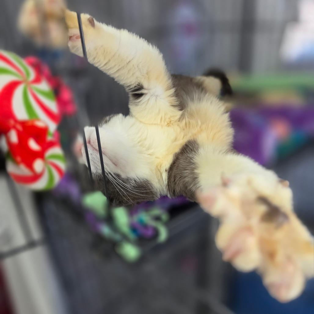 Brad Pitt - Costa Mesa Location, a Adoptable Domestic Short Hair in Chino Hills, CA image 5/6