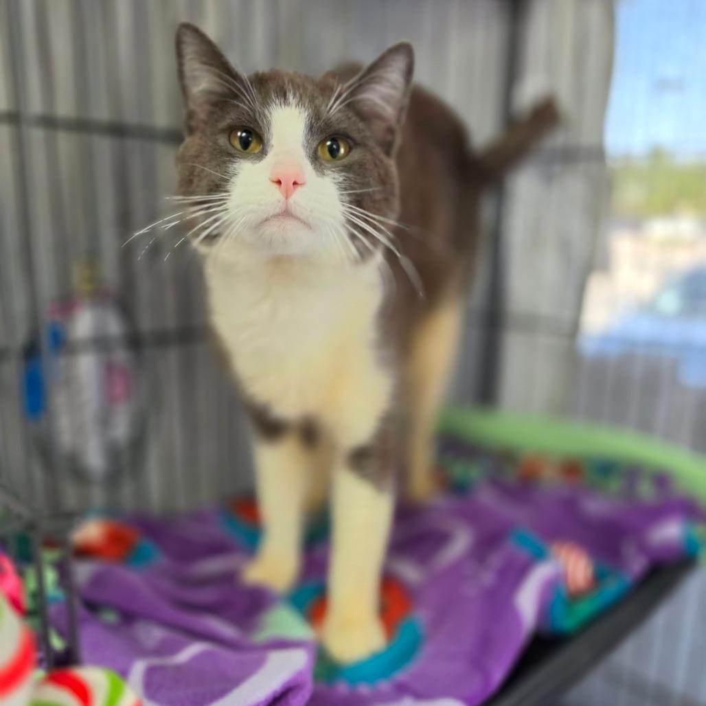 Brad Pitt - Costa Mesa Location, a Adoptable Domestic Short Hair in Chino Hills, CA image 6/6