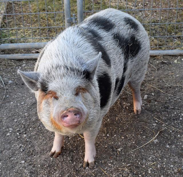 CONRAD, Adoptable, Adult Male Pot Bellied.