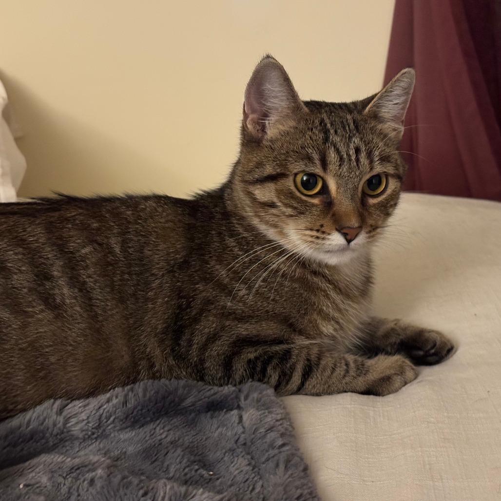 Audrey, Adoptable, Young Female Domestic Short Hair.