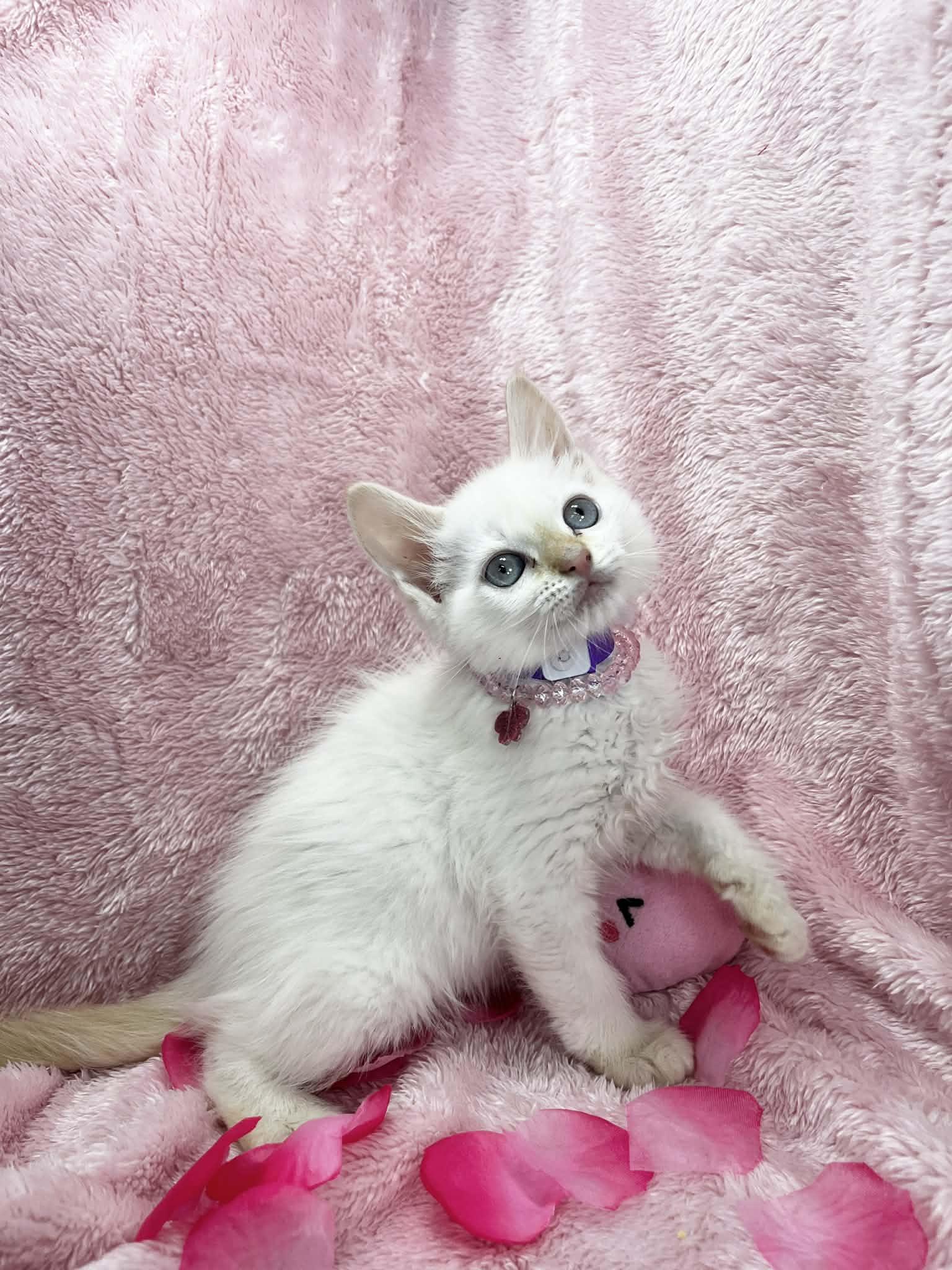 Claire Bear , an adopted mixed breed in Tavares, FL image 1/3