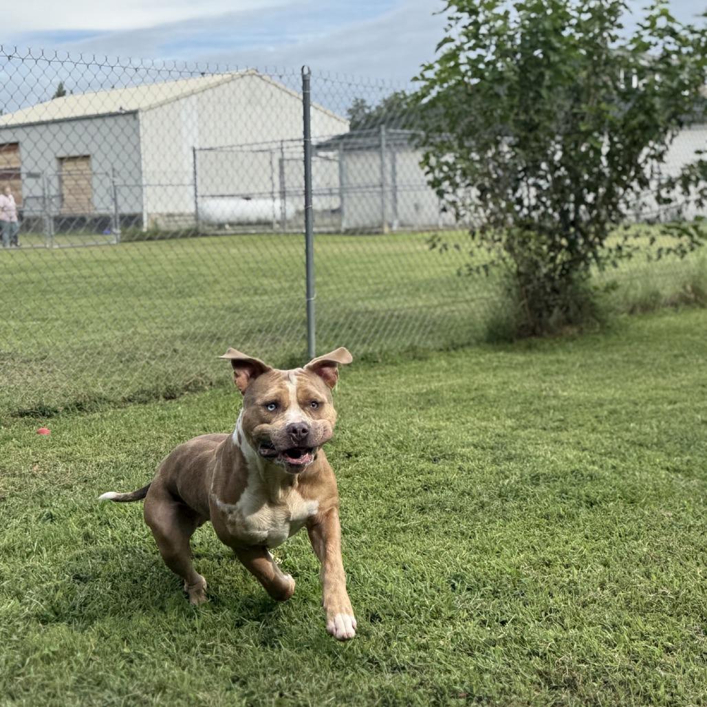 Rebel, Adoptable, Young Male Pit Bull Terrier.