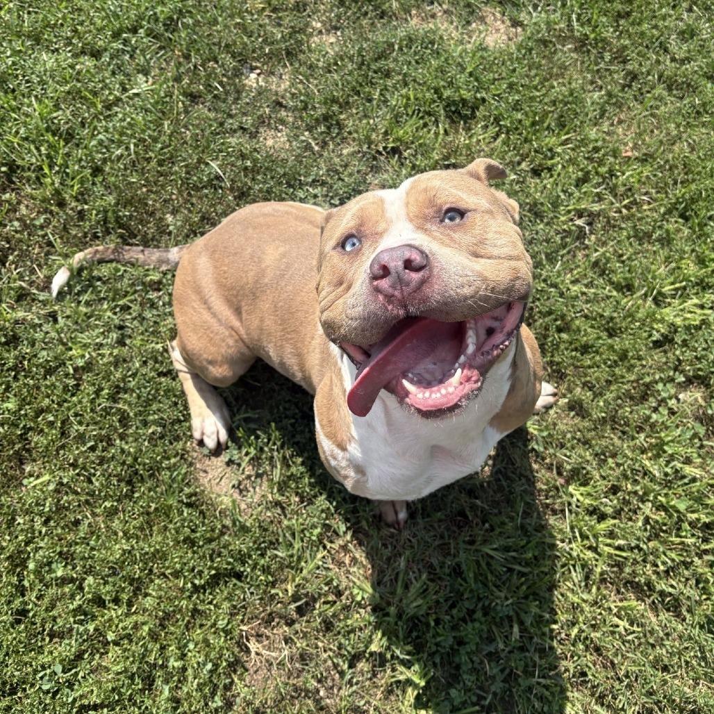 Rebel, Adoptable, Young Male Pit Bull Terrier.