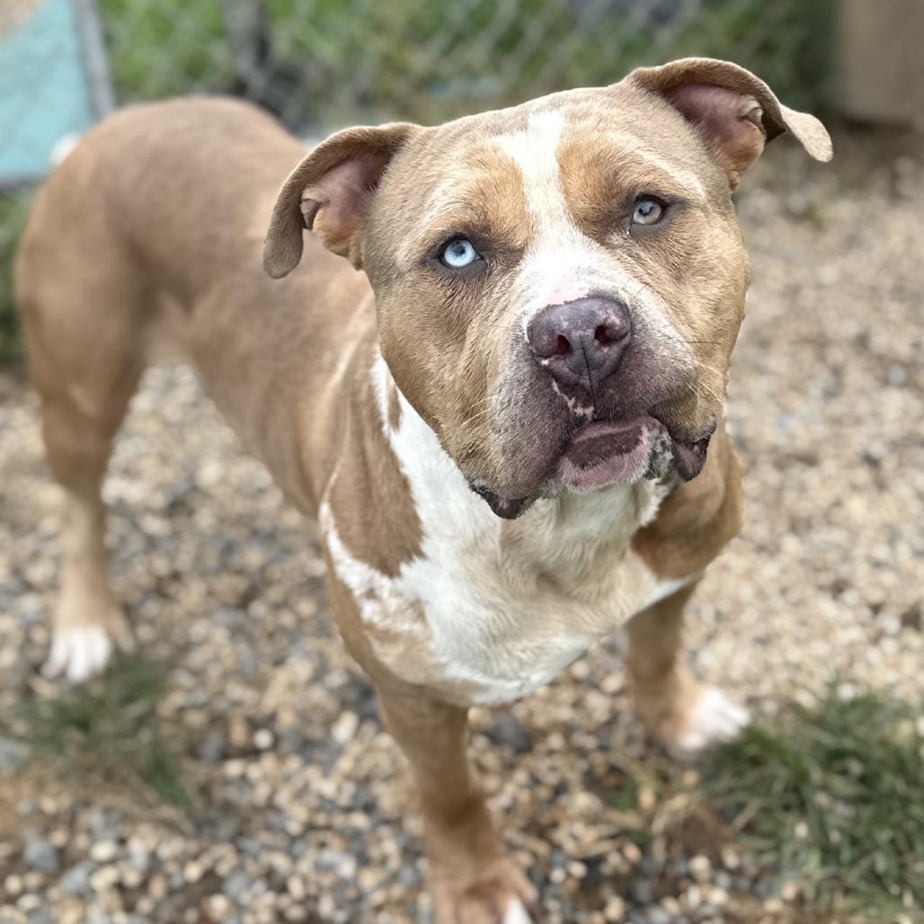 Enlarge Rebel, a Adoptable Pit Bull Terrier in Ridgely, MD image 3/6