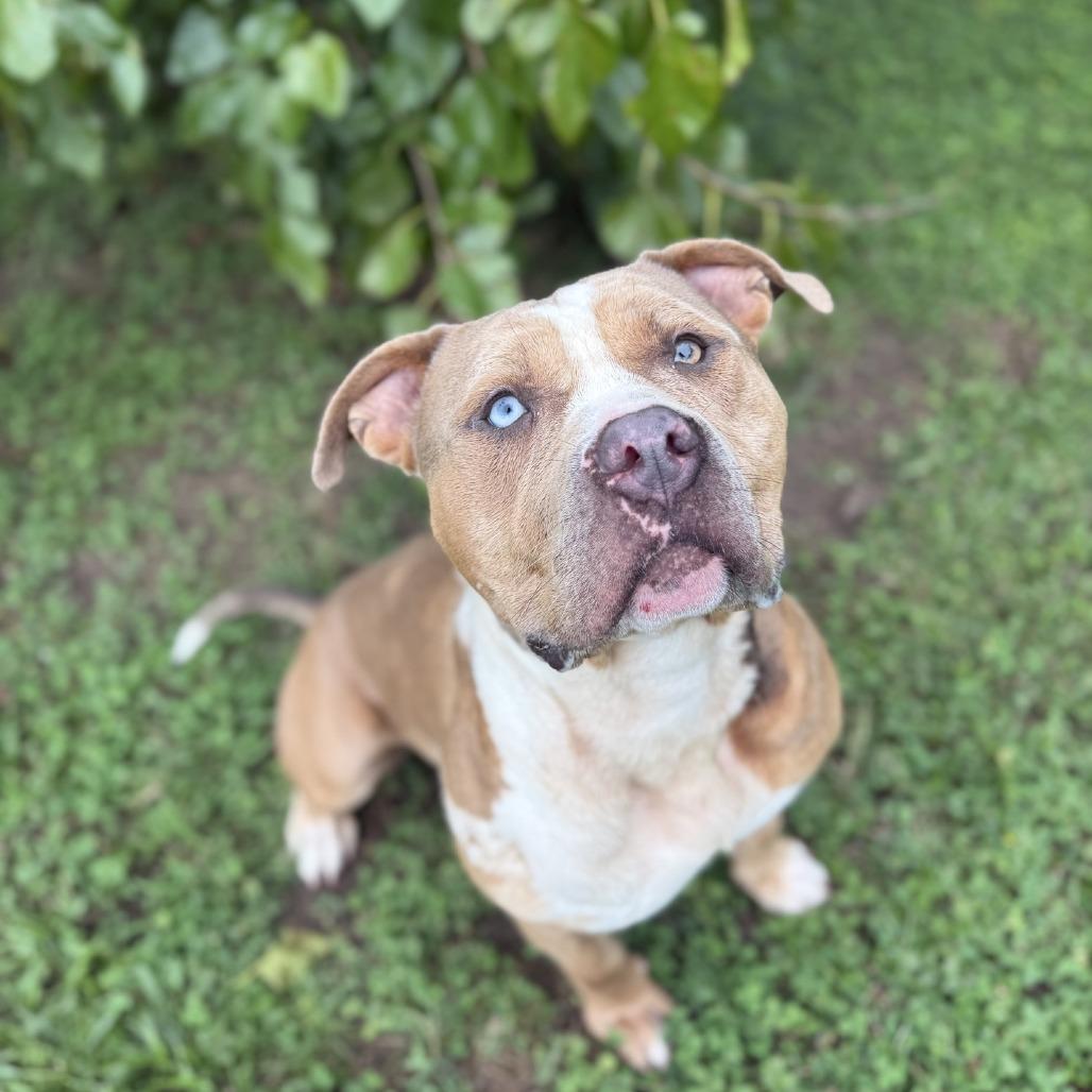 Enlarge Rebel, a Adoptable Pit Bull Terrier in Ridgely, MD image 4/6