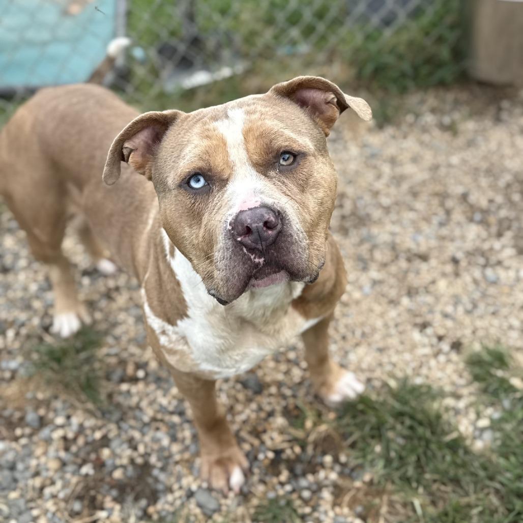 Enlarge Rebel, a Adoptable Pit Bull Terrier in Ridgely, MD image 5/6