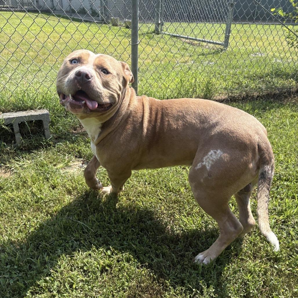 Enlarge Rebel, a Adoptable Pit Bull Terrier in Ridgely, MD image 2/2