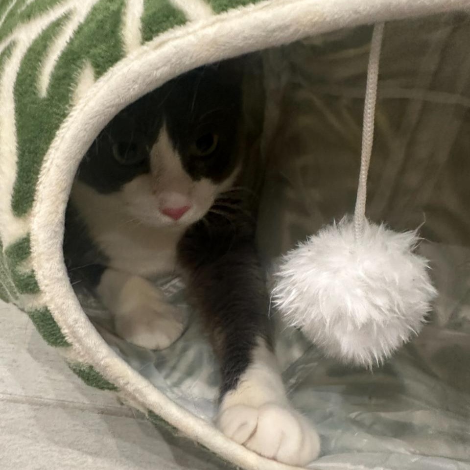 Enlarge Gerardo, a Adoptable Domestic Short Hair in Portland, OR image 1/6