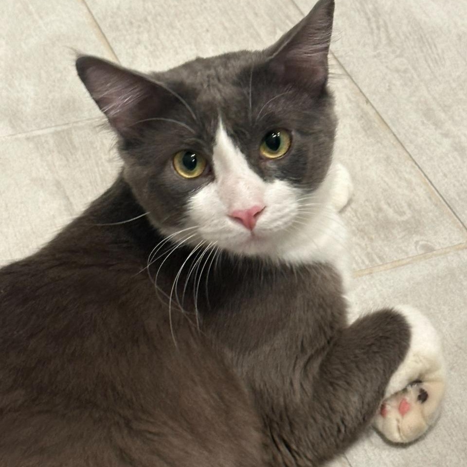 Enlarge Gerardo, a Adoptable Domestic Short Hair in Portland, OR image 2/6