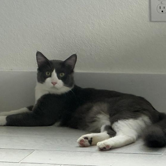 Enlarge Gerardo, a Adoptable Domestic Short Hair in Portland, OR image 3/6