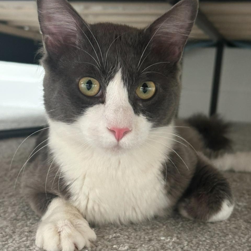 Enlarge Gerardo, a Adoptable Domestic Short Hair in Portland, OR image 5/6