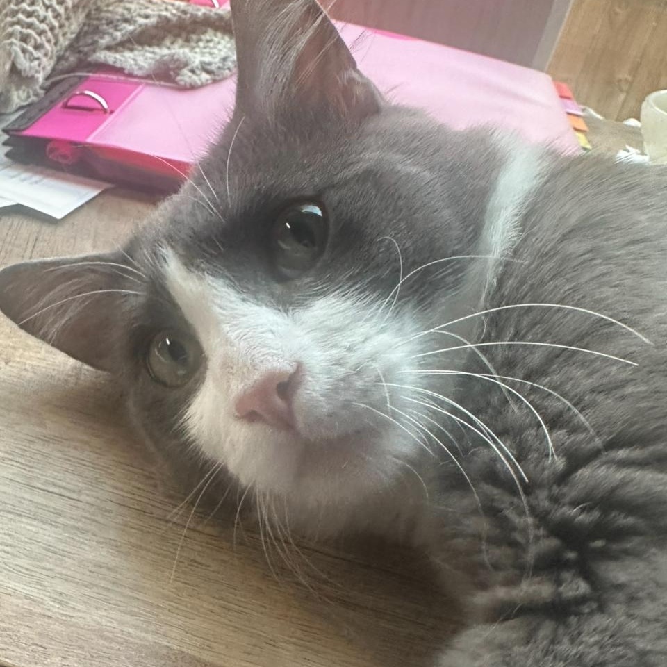 Enlarge Gerardo, a Adoptable Domestic Short Hair in Portland, OR image 6/6
