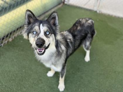 John Ham, an adoptable mixed breed in Sacramento, CA image 2/3