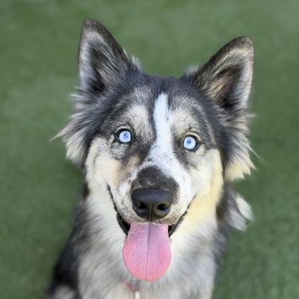 John Ham, adoptable, Young Male Siberian Husky.