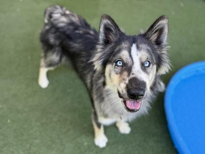John Ham, an adoptable mixed breed in Sacramento, CA image 3/3