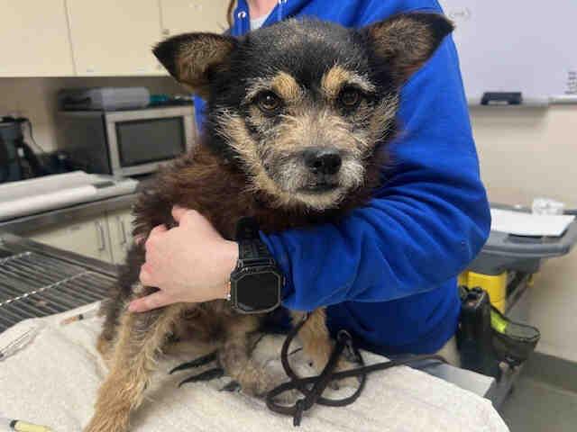 BEN, Adoptable, Young Male Terrier.