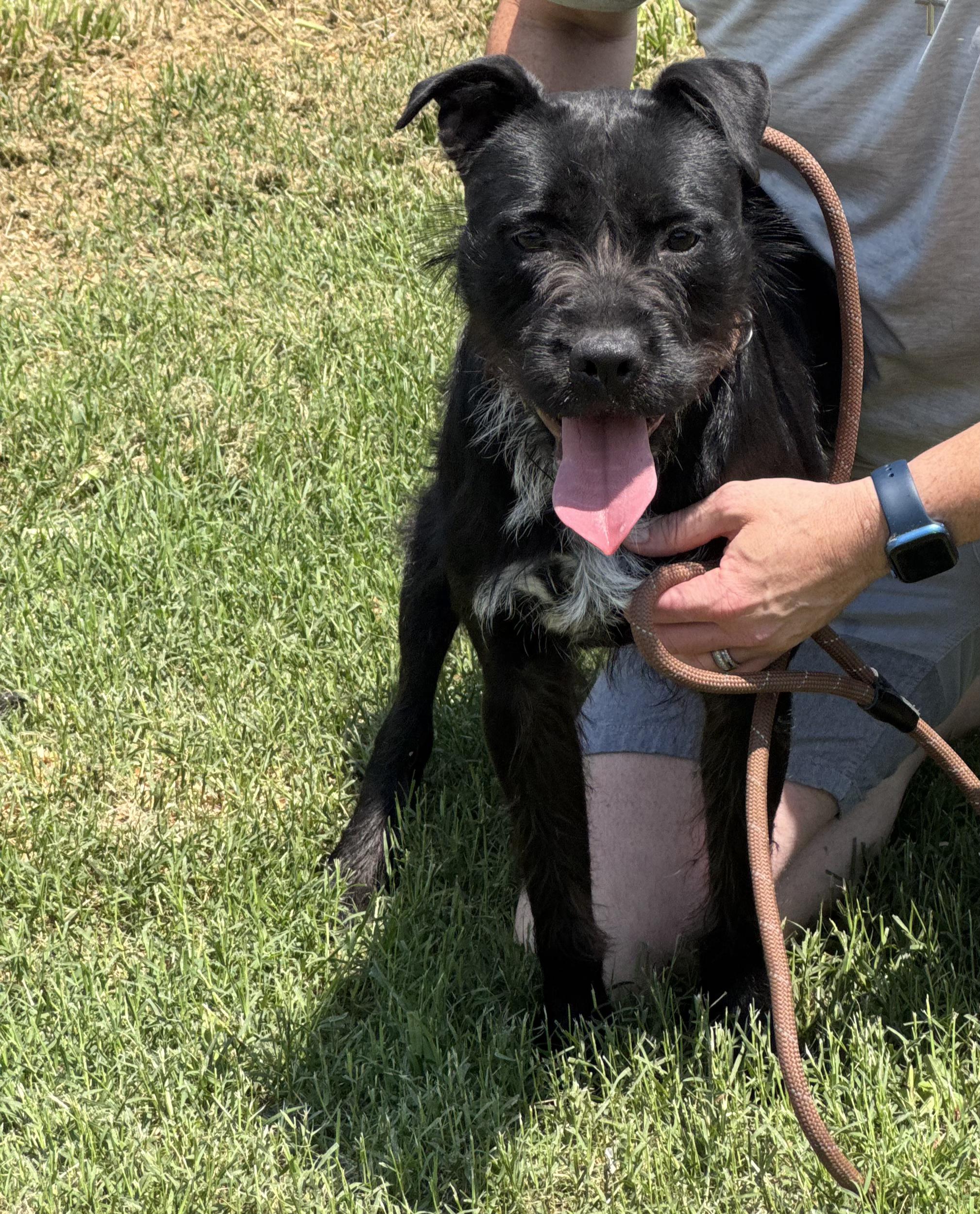 Brenda (Scott-Fostered in TN), Adult Female unknown