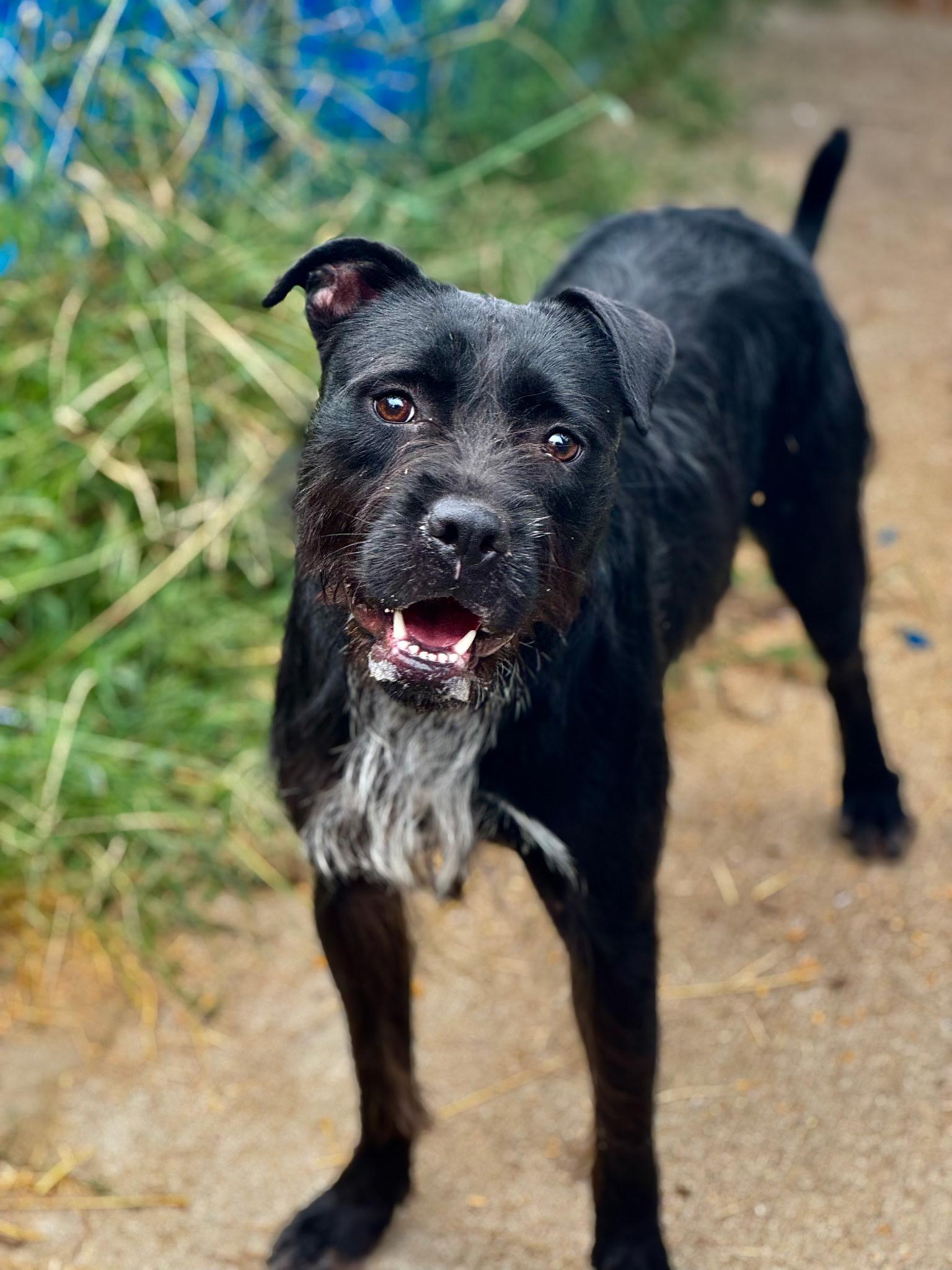 Brenda (Scott-Fostered in TN)