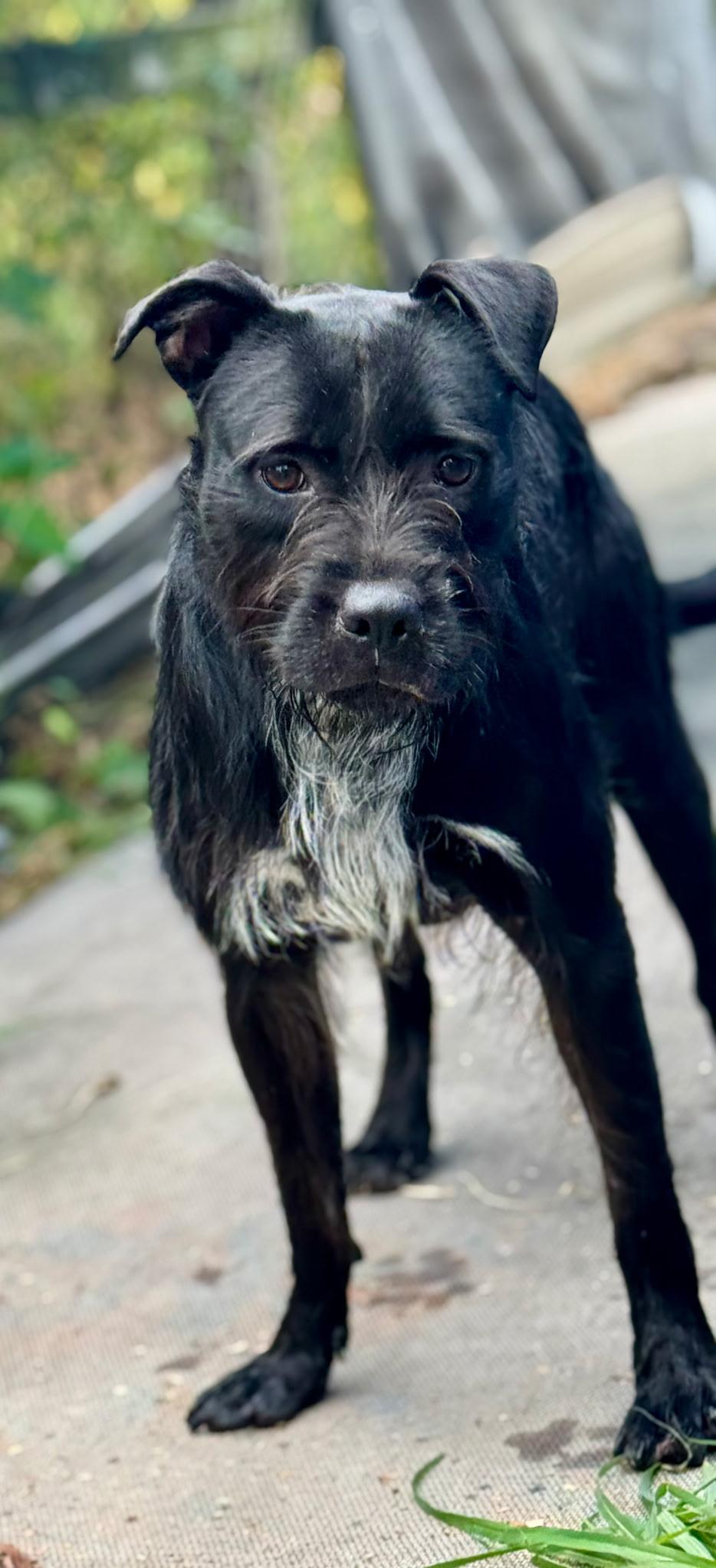 Brenda (Scott-Fostered in TN)