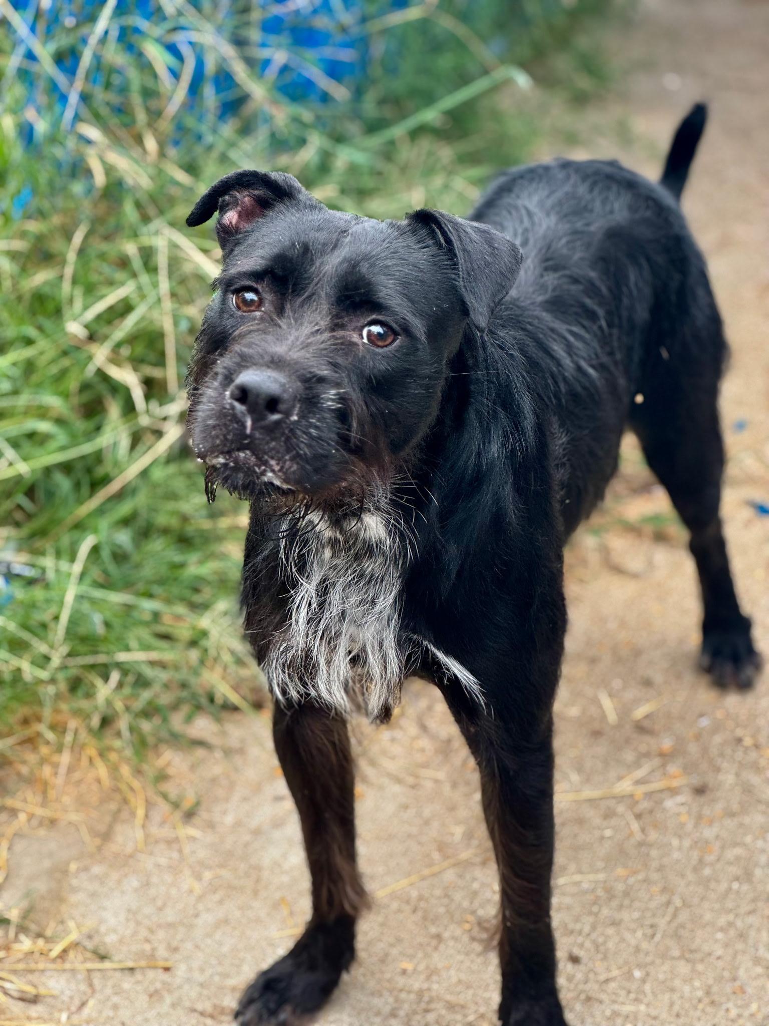 Brenda (Scott-Fostered in TN)