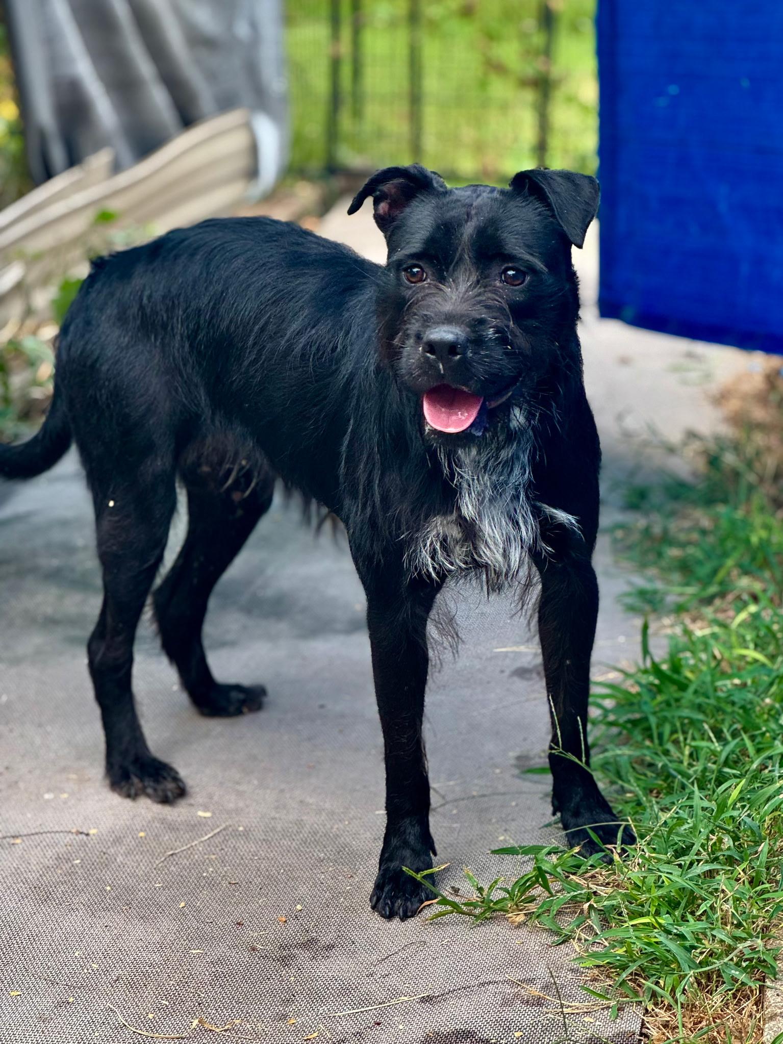 Brenda (Scott-Fostered in TN)