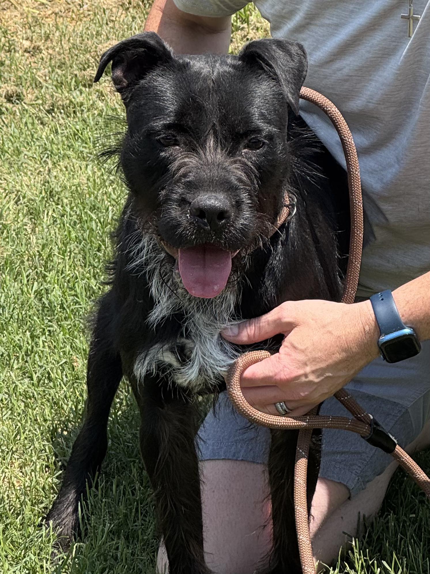 Brenda (Scott-Fostered in TN)