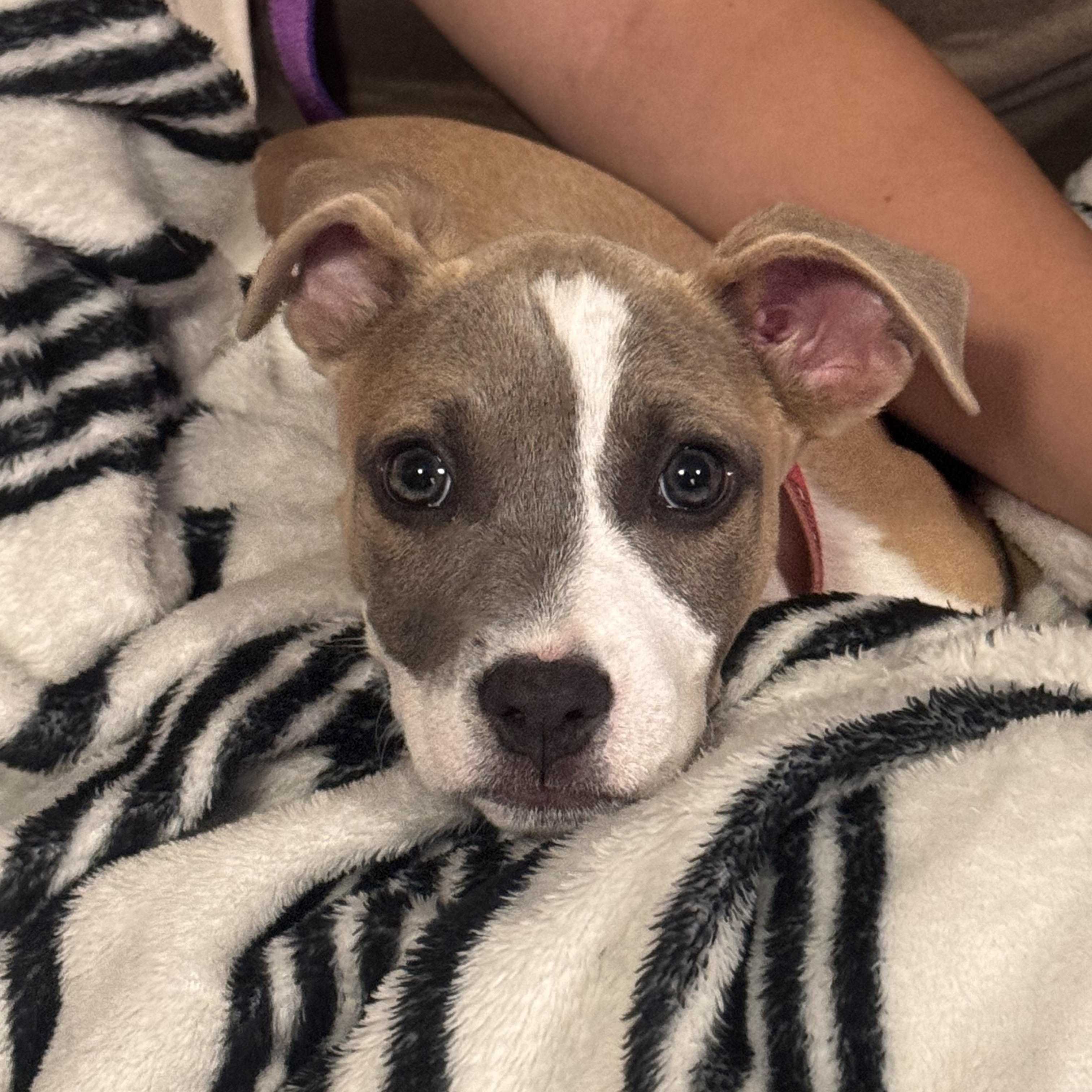 Mother Gothel, Adoptable, Puppy Female American Staffordshire Terrier.