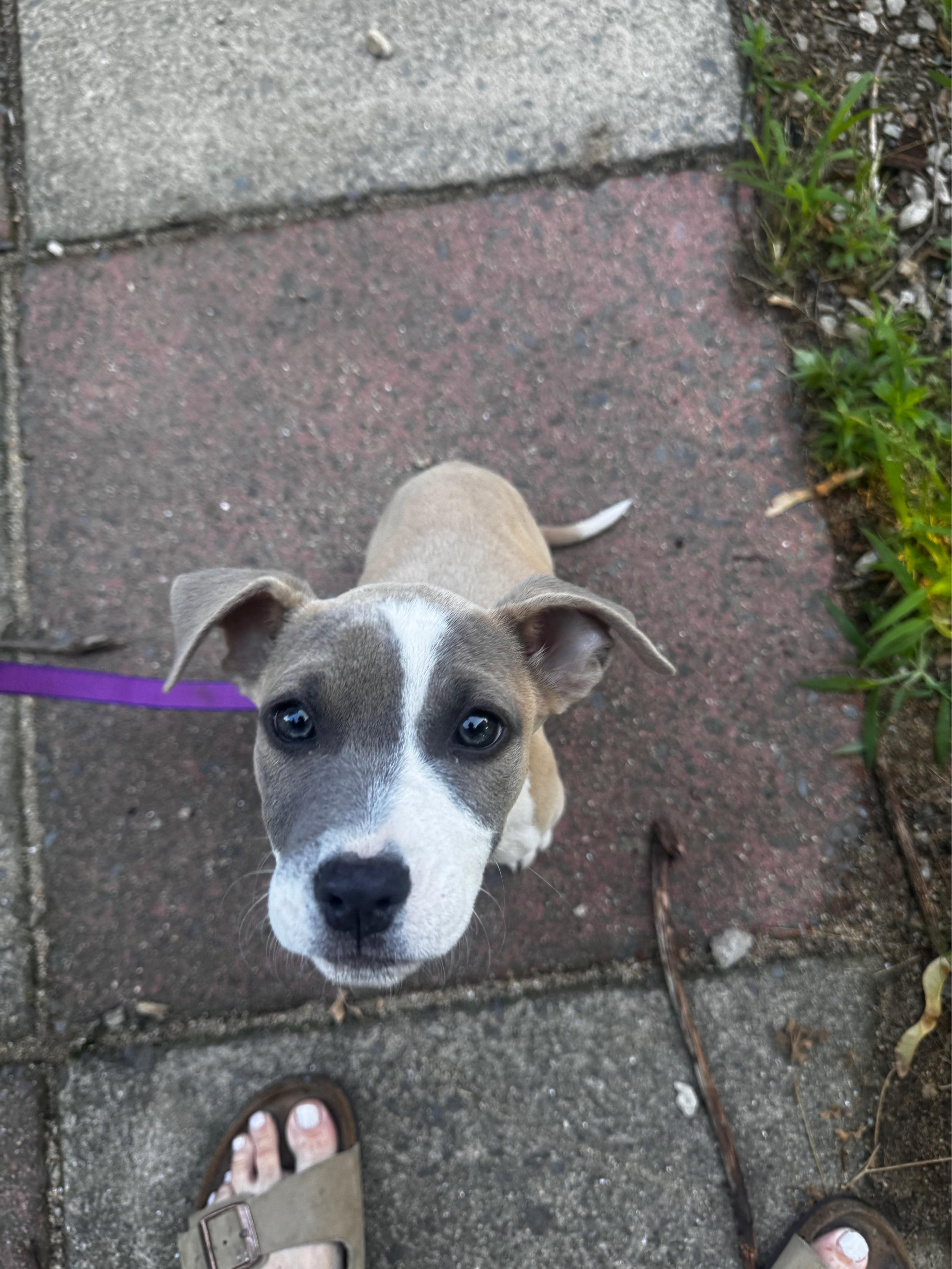 Enlarge Mother Gothel, a Adoptable mixed breed in Portland, ME image 3/3