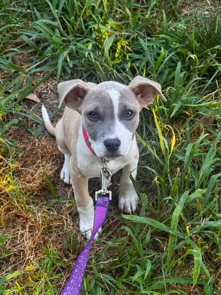 Enlarge Mother Gothel, a Adoptable mixed breed in Portland, ME image 2/3