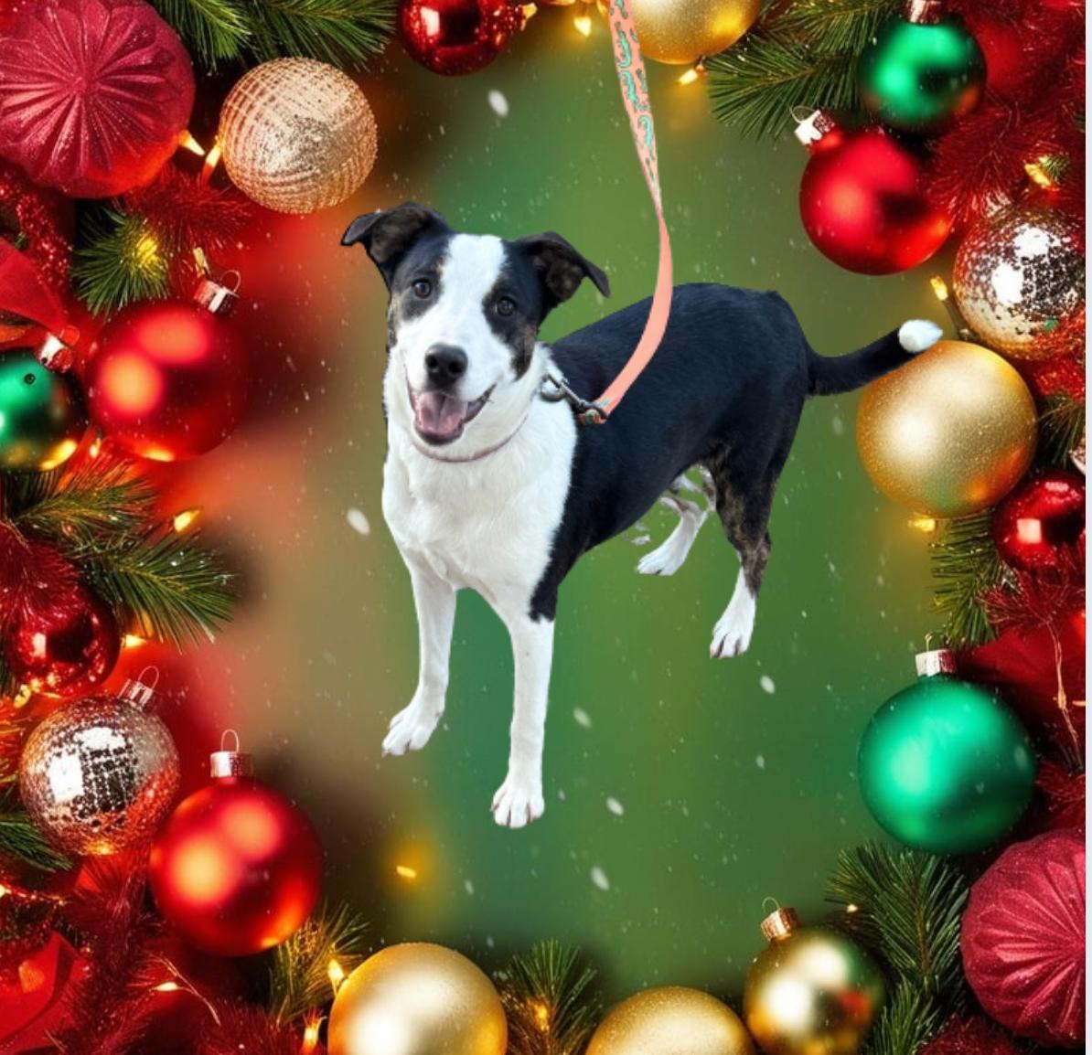 Matilda, Adopted, Young Female Australian Shepherd & Pit Bull Terrier.