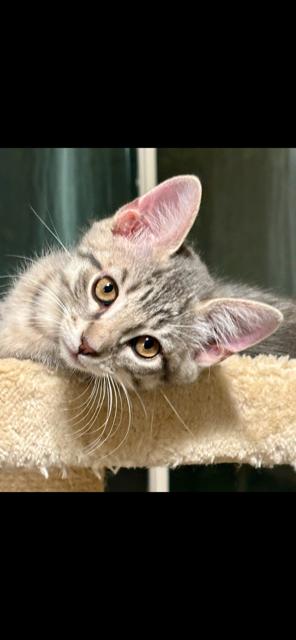 Little Gray
