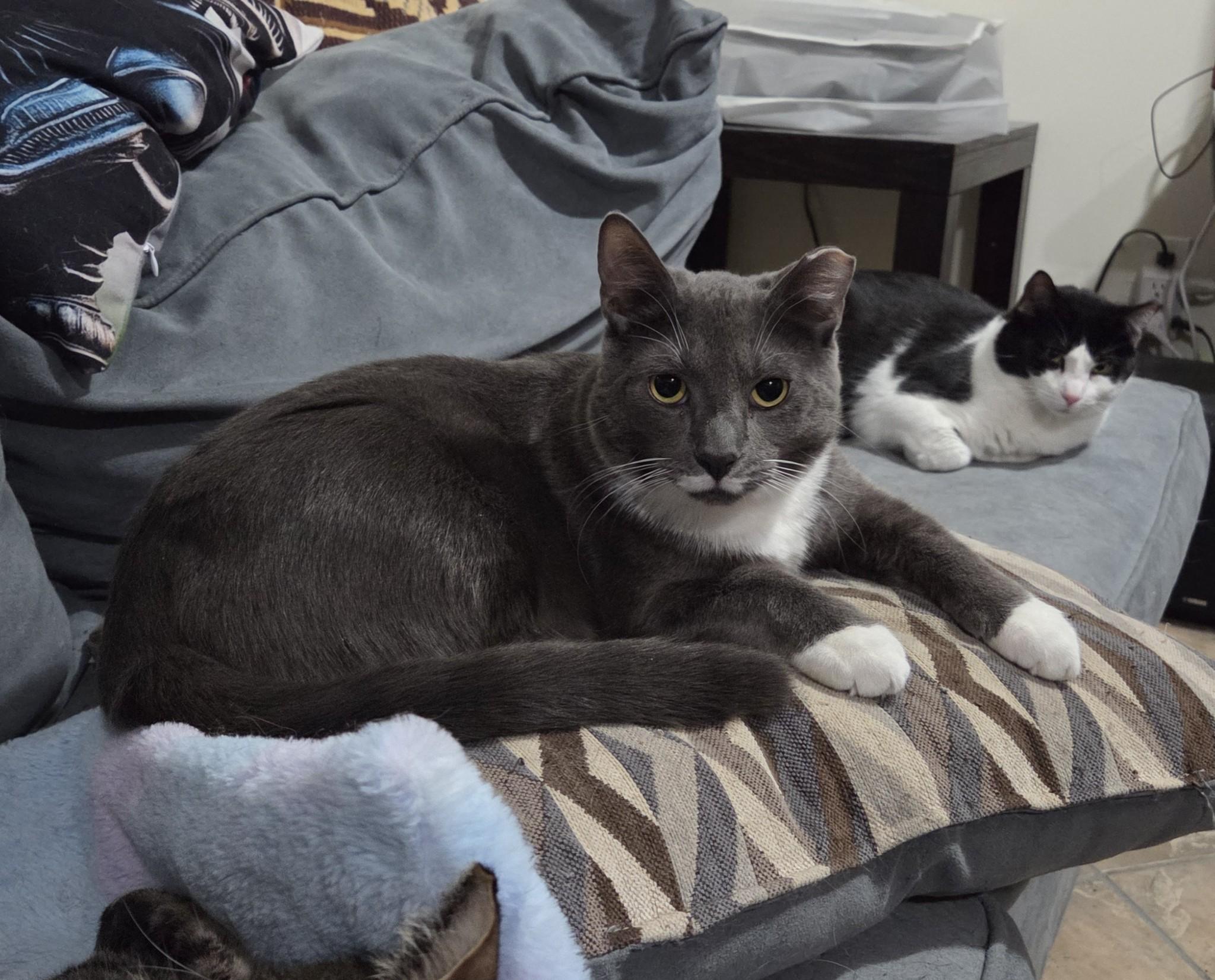 Enlarge Smoky and Bic, a Adoptable mixed breed in West New York, NJ image 3/6