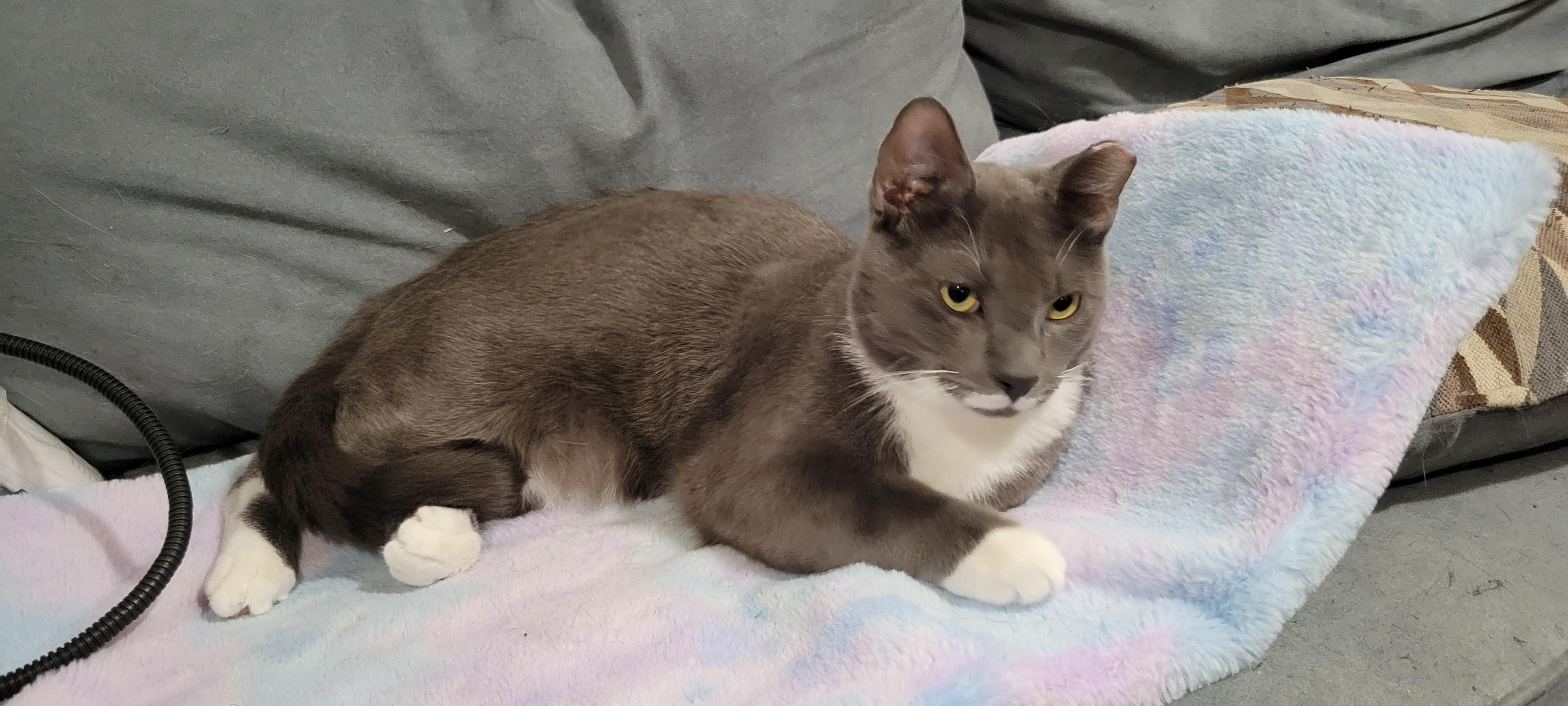 Enlarge Smoky and Bic, a Adoptable mixed breed in West New York, NJ image 4/6