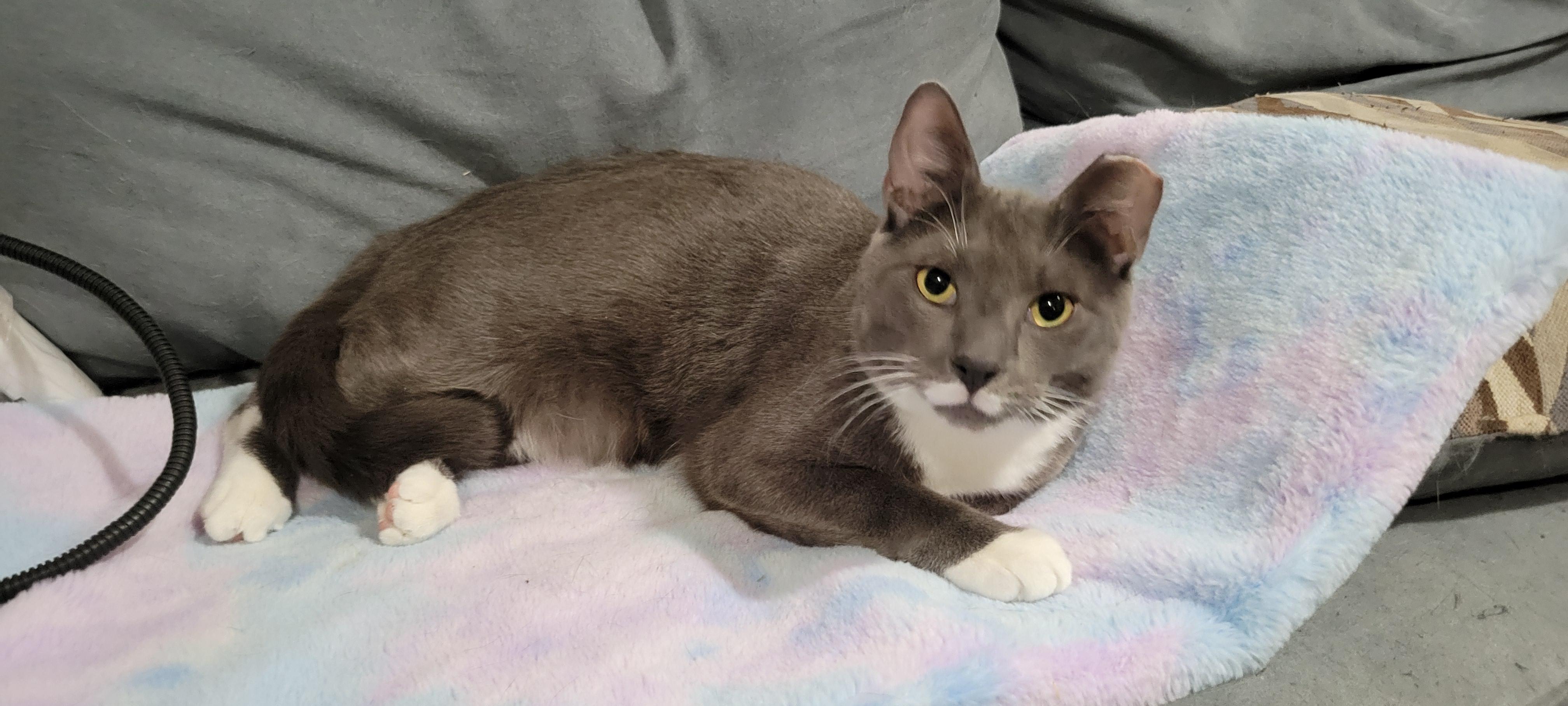 Enlarge Smoky and Bic, a Adoptable mixed breed in West New York, NJ image 5/6