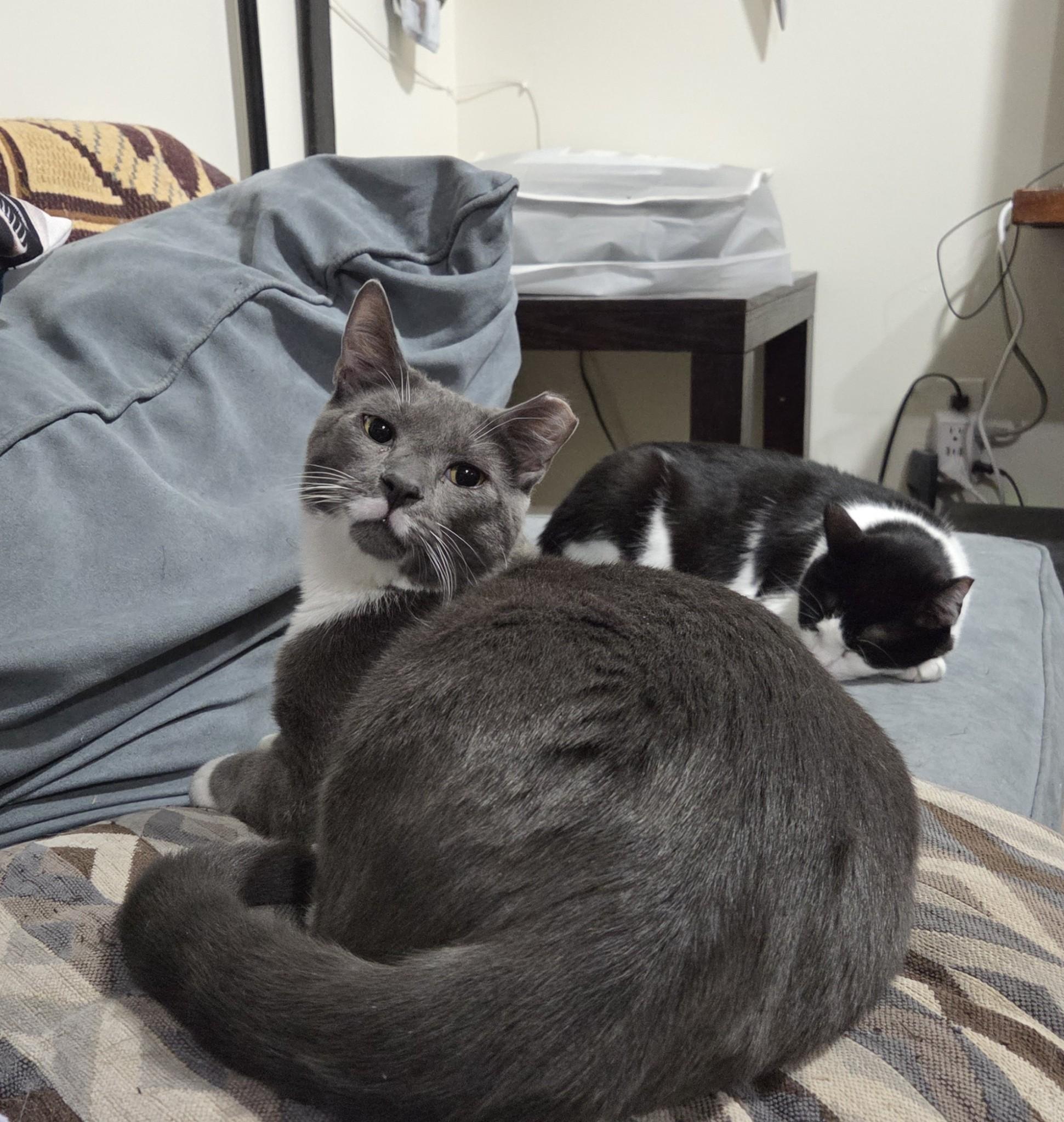 Enlarge Smoky and Bic, a Adoptable mixed breed in West New York, NJ image 6/6