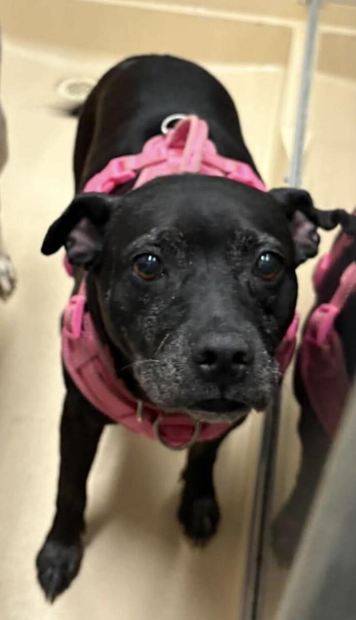 Enlarge Princess Marie, a Adoptable mixed breed in Burgaw, NC image 1/3