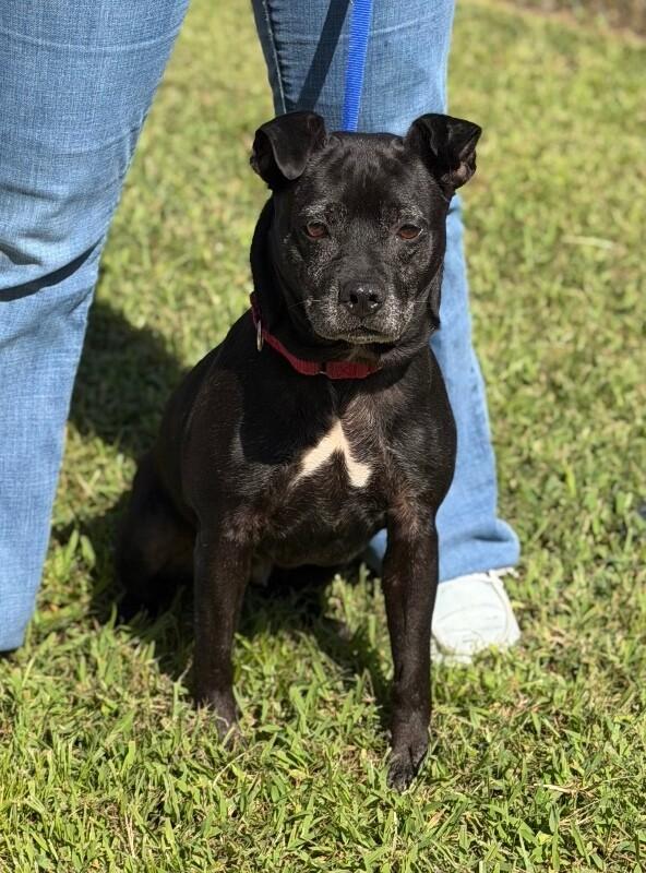 Enlarge Princess Marie, a Adoptable mixed breed in Burgaw, NC image 2/3