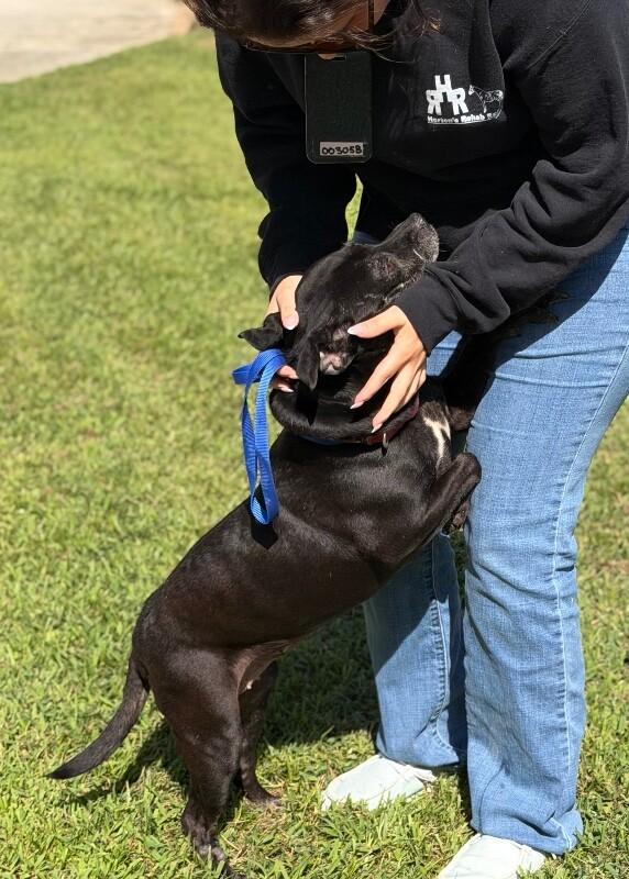 Enlarge Princess Marie, a Adoptable mixed breed in Burgaw, NC image 3/3