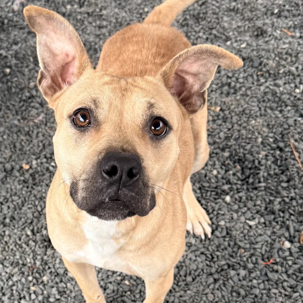 Ivy, Adoptable, Young Female Pit Bull Terrier.