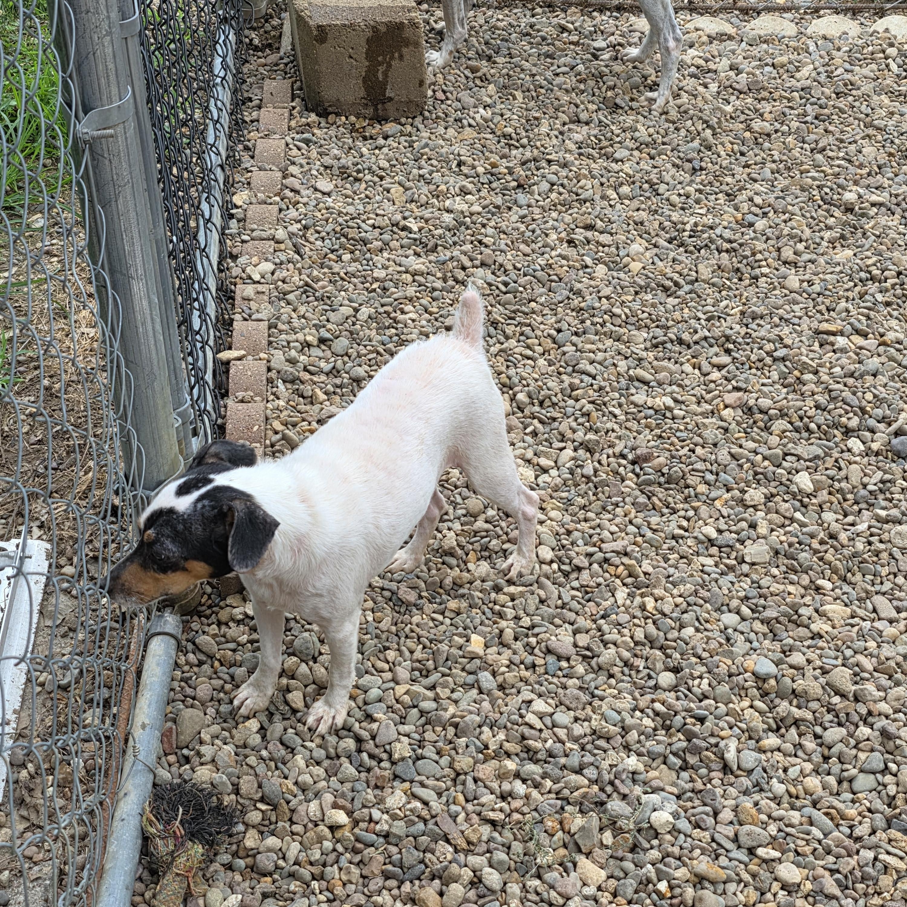 Cheech, Adult Male unknown
