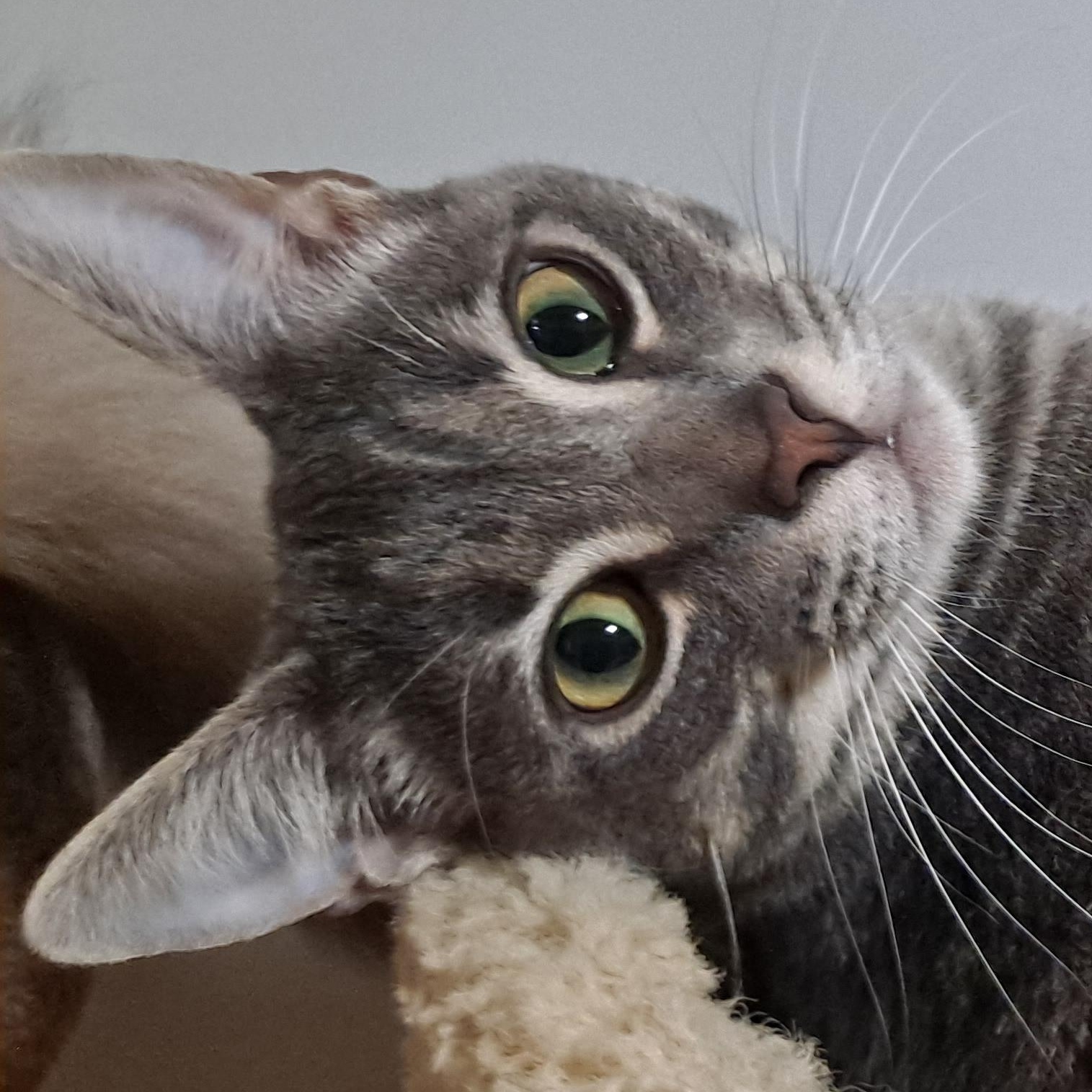 Benny (plus Hank) *COURTESY POST*, ADOPTABLE, Young Male Tabby & Domestic Short Hair.