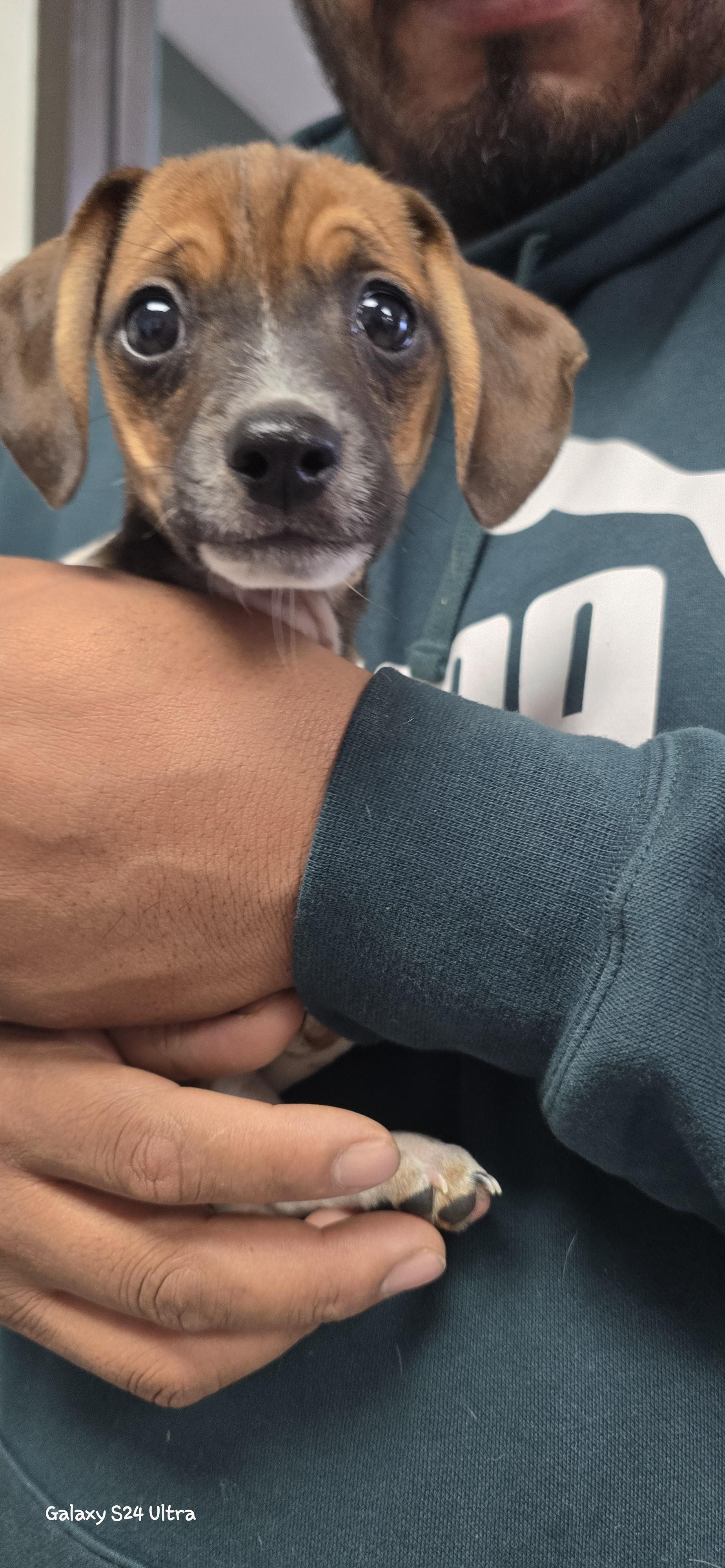 Moe, an adopted Chiweenie in Woodland, CA image 2/2