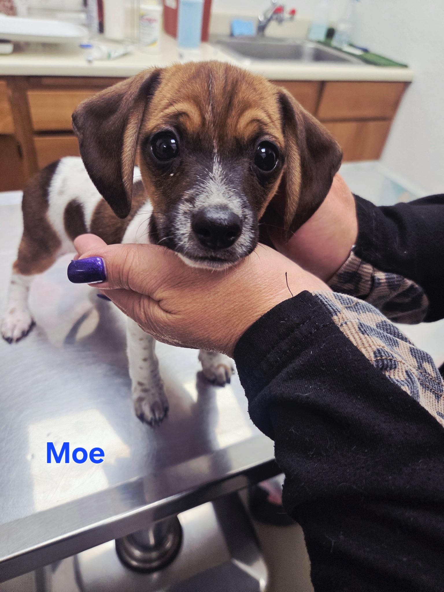 Moe, adopted, Puppy Male Chiweenie.