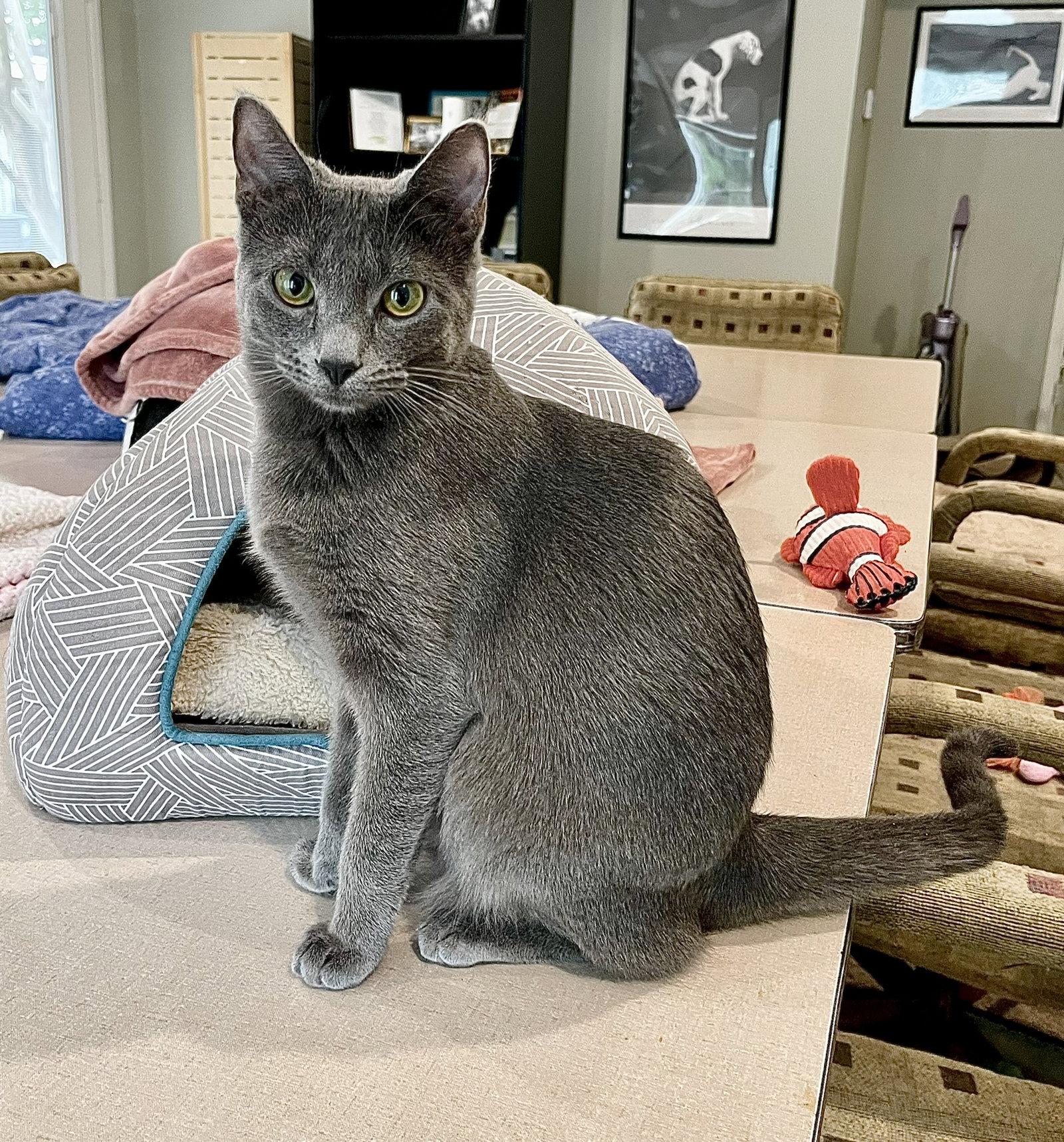 Ashley, Adopted, Young Female Domestic Short Hair & Russian Blue.
