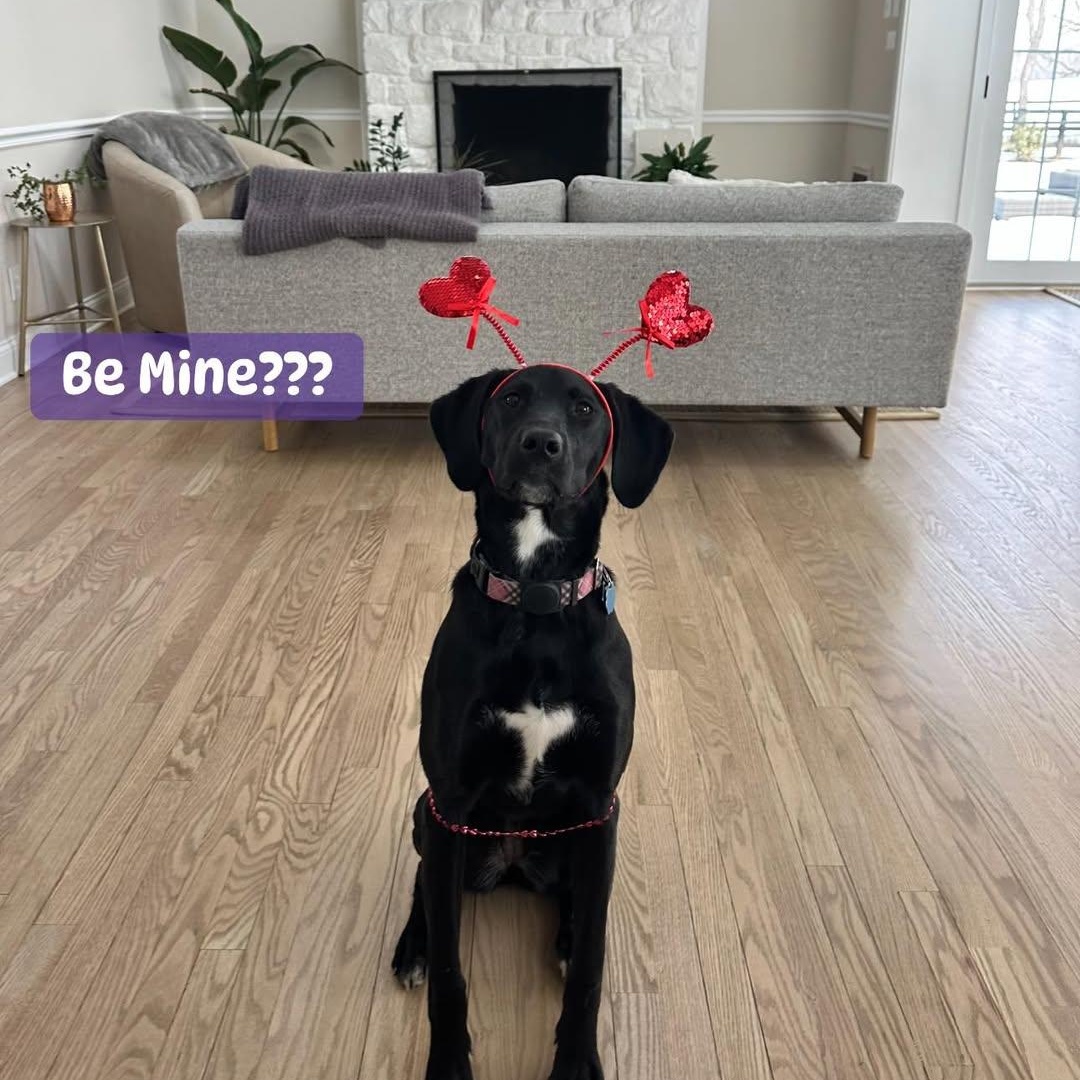 Enlarge Raven, a ADOPTABLE mixed breed in Manassas, VA image 4/4