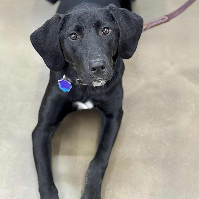 Enlarge Raven, a ADOPTABLE mixed breed in Manassas, VA image 2/4