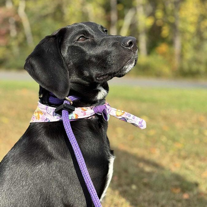 Enlarge Raven, a ADOPTABLE mixed breed in Manassas, VA image 3/4