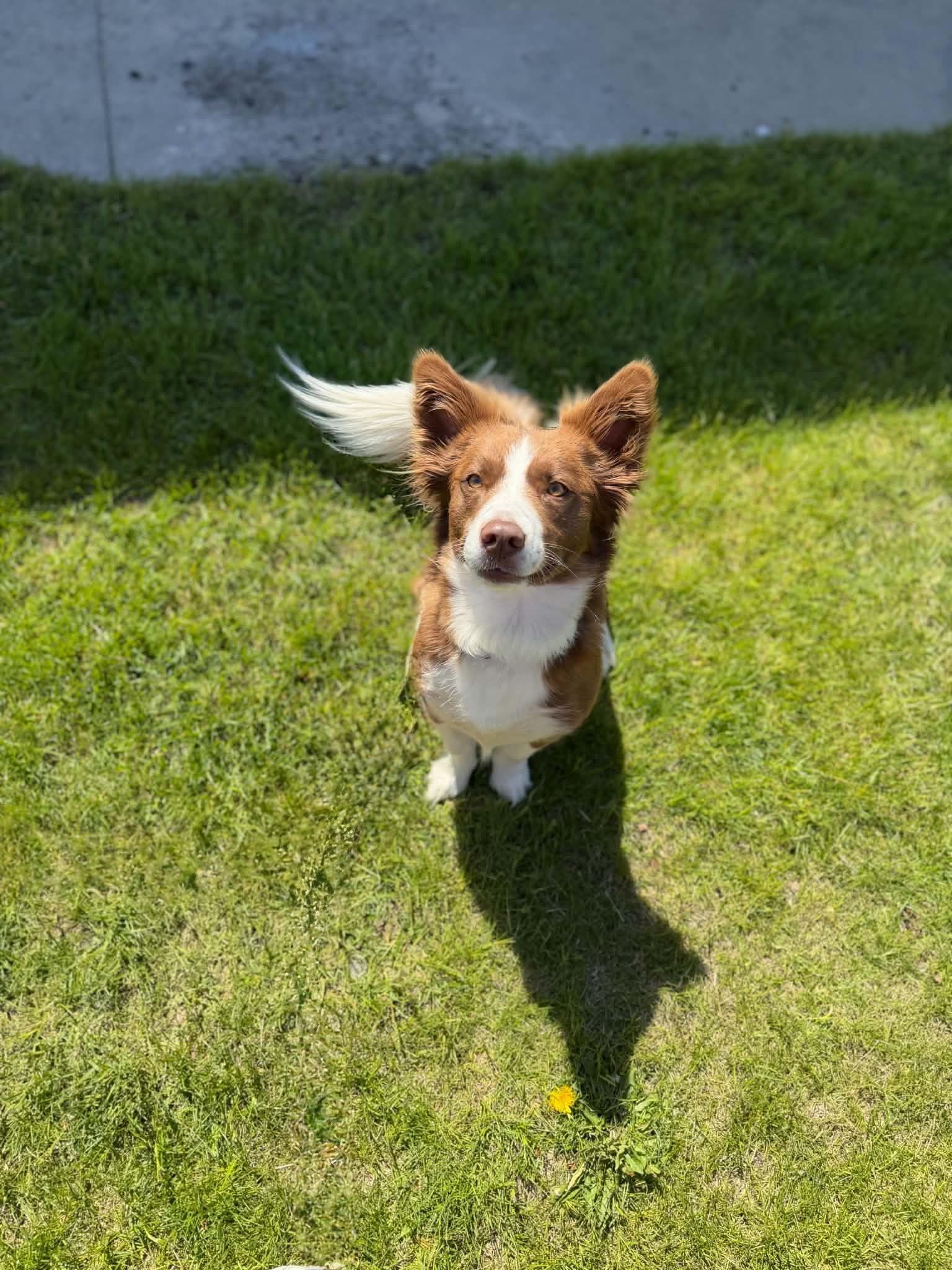 Clover, an adopted mixed breed in Geneseo , IL image 2/4