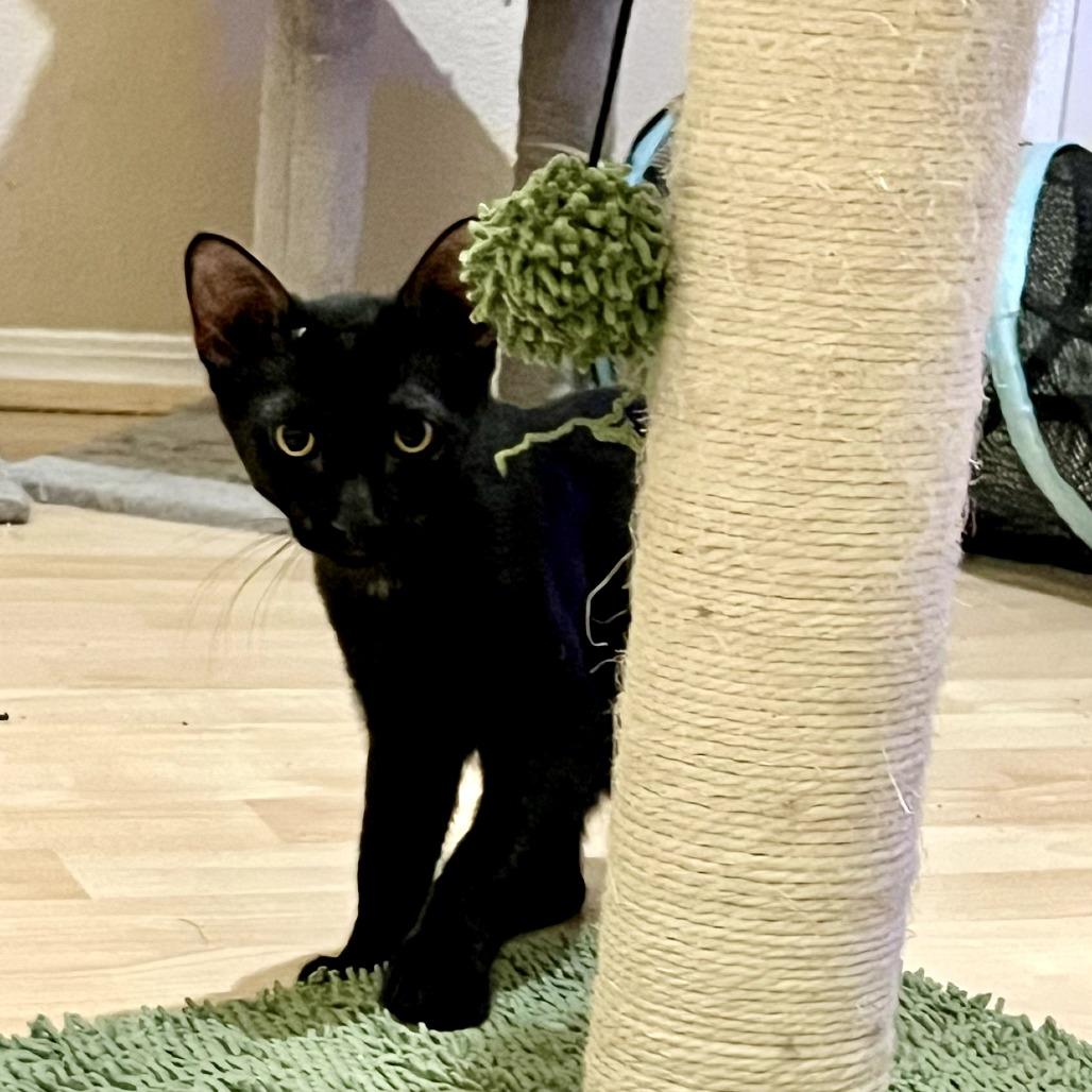Bill, Adoptable, Kitten Male Domestic Short Hair.