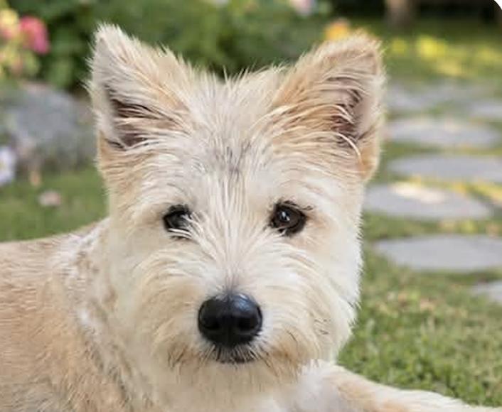 Stevie, Adoptable, Puppy Male Terrier & Jindo.